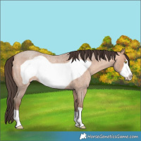 Horse Color:Amber Champagne Roan Frame 