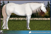 Horse Color:Amber Champagne Dun Splash Appaloosa Rabicano