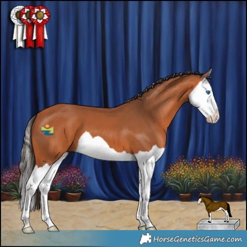 Horse Color:Bay Splash 