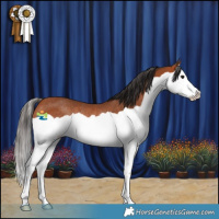 Horse Color:Bay Splash Rabicano 