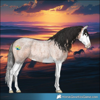 Horse Color:Bay Roan Splash Rabicano 