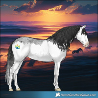 Horse Color:Blue Roan Splash Rabicano