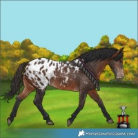 Horse Color:Brown Appaloosa 