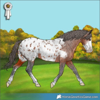 Horse Color:Brown Sabino Appaloosa 