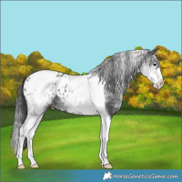 Horse Color:White Spotted Black Splash Tobiano Appaloosa 