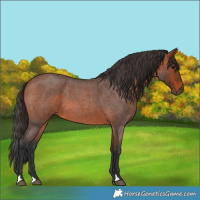 Horse Color:Bay Roan 