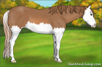 Horse Color:Chestnut Splash 