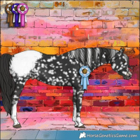 Horse Color:Liver Chestnut Tobiano Appaloosa 