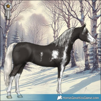 Horse Color:Liver Chestnut Mushroom Sabino 