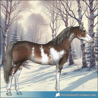 Horse Color:Liver Chestnut Mushroom Sabino 
