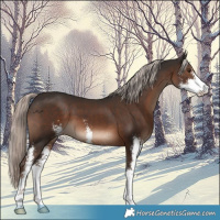 Horse Color:Liver Chestnut Mushroom Sabino 