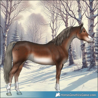 Horse Color:Liver Chestnut Mushroom 