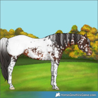 Horse Color:Brown Tobiano Snowcap 