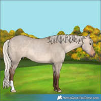 Horse Color:Silver Bay Dun 