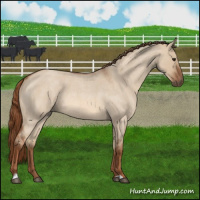 Horse Color:Red Dun Roan 