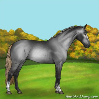 Horse Color:Gray White Spotted Liver Chestnut 