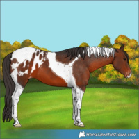 Horse Color:Brown Tobiano Blanket 