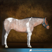 Horse Color:Brown Roan Tobiano Varnish