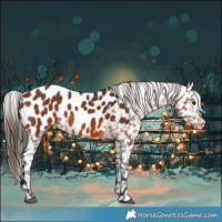 Horse Color:Bay Appaloosa Rabicano 