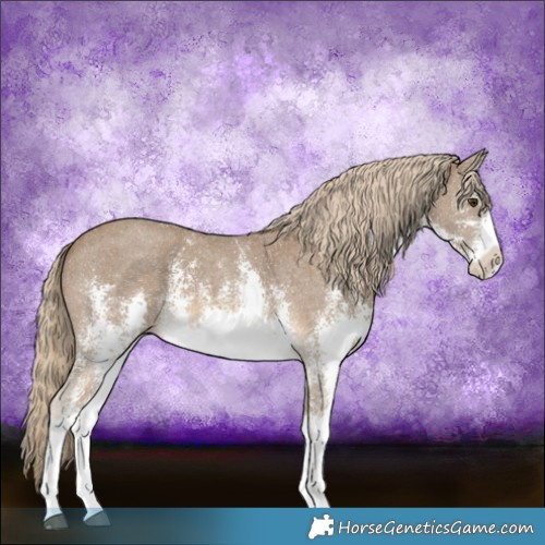 Horse Color:White Spotted Chocolate Palomino Sabino 