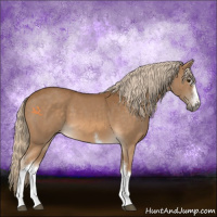 Horse Color:White Spotted Chocolate Palomino Sabino