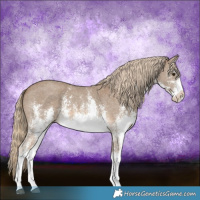 Horse Color:White Spotted Chocolate Palomino Sabino