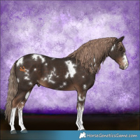Horse Color:White Spotted Liver Chestnut 