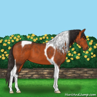 Horse Color:Bay Tobiano