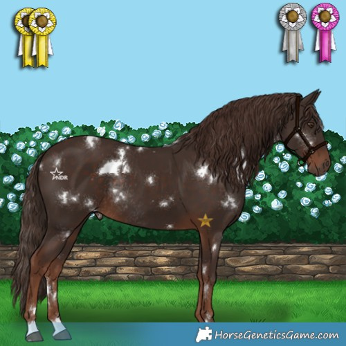 Horse Color:White Spotted Liver Chestnut Rabicano 