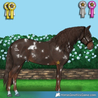 Horse Color:White Spotted Liver Chestnut Rabicano 