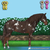 Horse Color:White Spotted Liver Chestnut Rabicano 