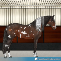 Horse Color:White Spotted Liver Chestnut 