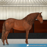 Horse Color:White Spotted Chestnut 
