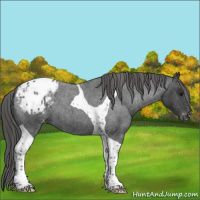 Horse Color:Blue Roan Tobiano Appaloosa