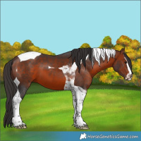 Horse Color:Bay Sabino Tobiano 