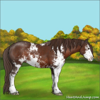 Horse Color:Liver Chestnut Sabino 