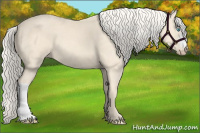 Horse Color:Cremello 