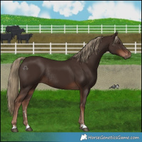 Horse Color:Liver Chestnut Rabicano 