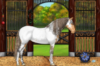 Horse Color:White Spotted Buckskin Appaloosa 