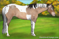 Horse Color:Gray Sable Champagne Roan Tobiano