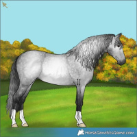 Horse Color:Gray Smoky Blue Roan Rabicano 