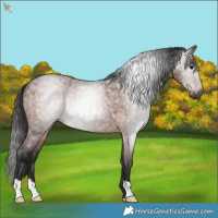 Horse Color:Gray Bay Roan 