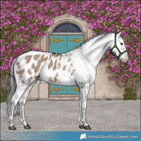 Horse Color:Liver Red Dun Appaloosa Brindle 