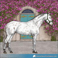 Horse Color:Liver Red Dun Roan Appaloosa