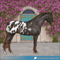 Horse Color:Liver Chestnut Appaloosa 