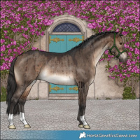 Horse Color:Brown Dun Rabicano Brindle 