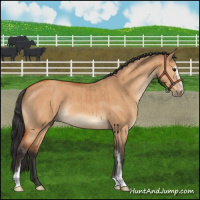 Horse Color:Bay Dun Sabino Brindle 