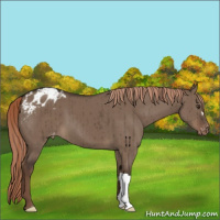 Horse Color:Liver Red Dun Appaloosa Brindle 