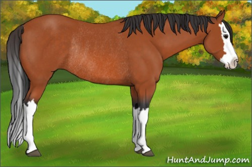Horse Color:Bay Splash Rabicano 