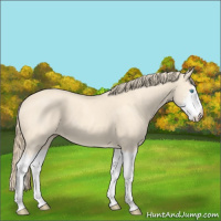 Horse Color:Perlino Splash  and Perlino Splash Rabicano 